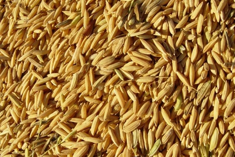 Precos do arroz continuam em forte alta