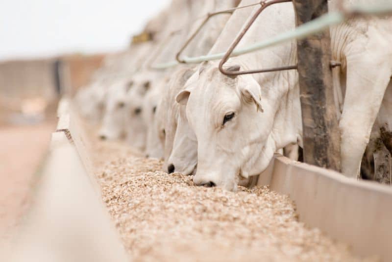 Criação de bovinos e produção de soja lideram agropecuária em Mato Grosso do Sul - SBA1