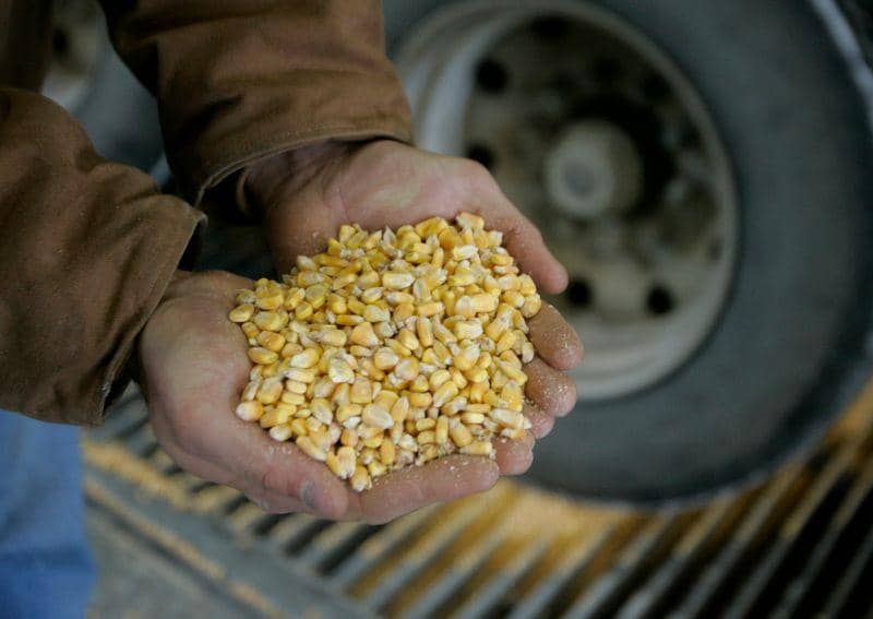 Futuros do milho seguem registrando elevações nas Bolsas desta quarta-feira