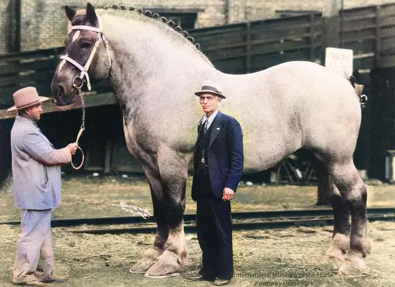 Cavalos maiores do mundo
