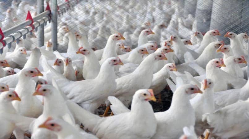 Eleicoes 2022 Industria avicola do sul do pais publica carta