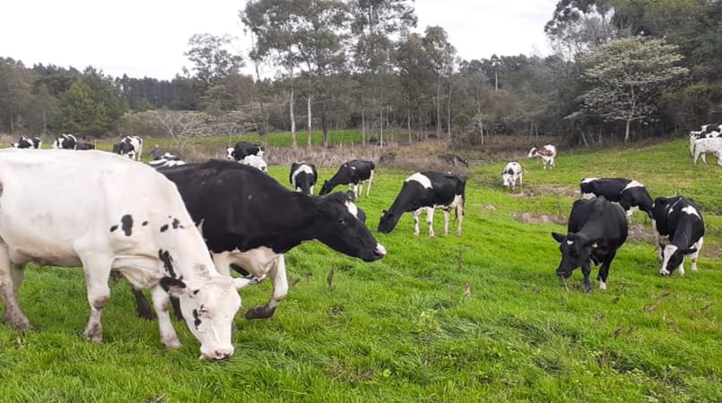 Fazendas leiteiras alimentadas com capim superam sistemas de uso intensivo