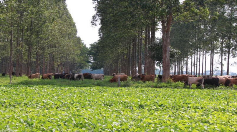 Pesquisa inedita mostra o Brasil na vanguarda da sustentabilidade agricola