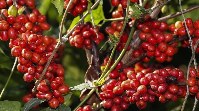 Zoneamento de risco climatico agricola atualizado para o cafe na