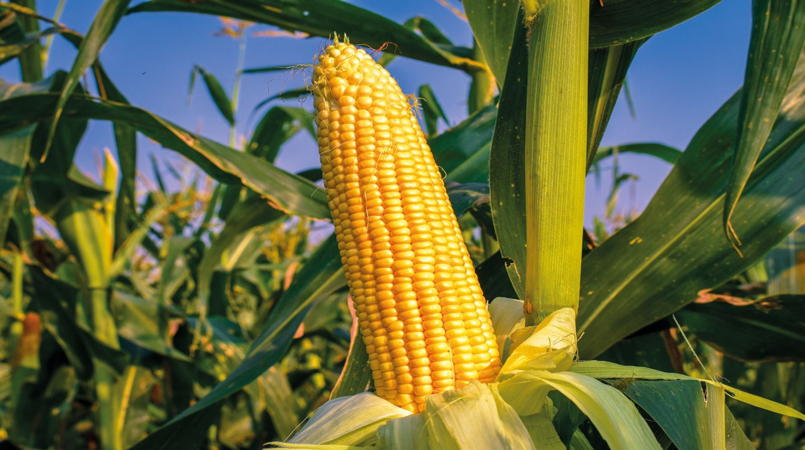 Embrapa Bioinsumo reduz nitrogenio em 25 na adubacao de milho