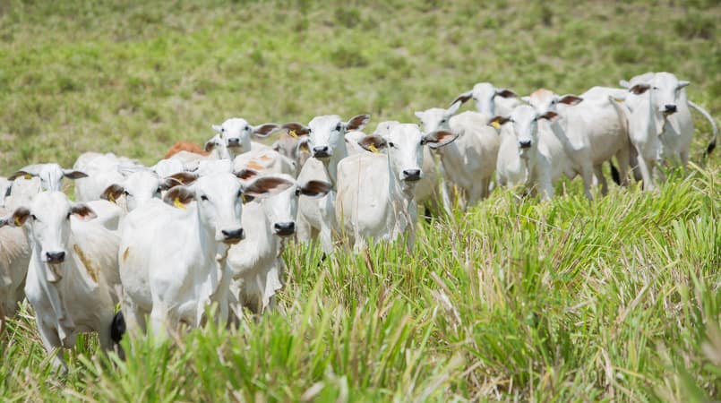 Eficiencia dos exportadores brasileiros de gado vivo e alvo de