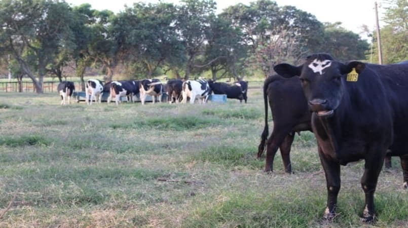 Pecuaria leiteira no Brasil gera baixas emissoes de carbono diz