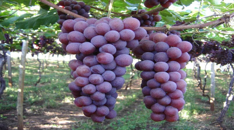 Falta de auditores agropecuarios ameaca exportacoes de uva para os