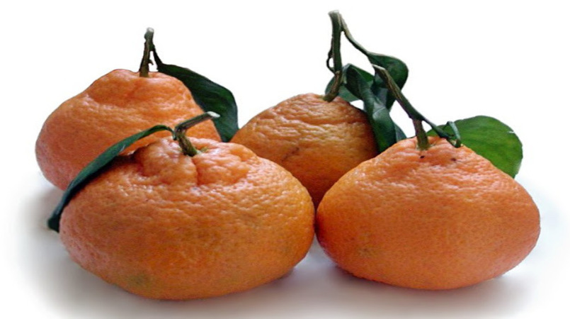Safra de tangerina ponca se aproxima do fim