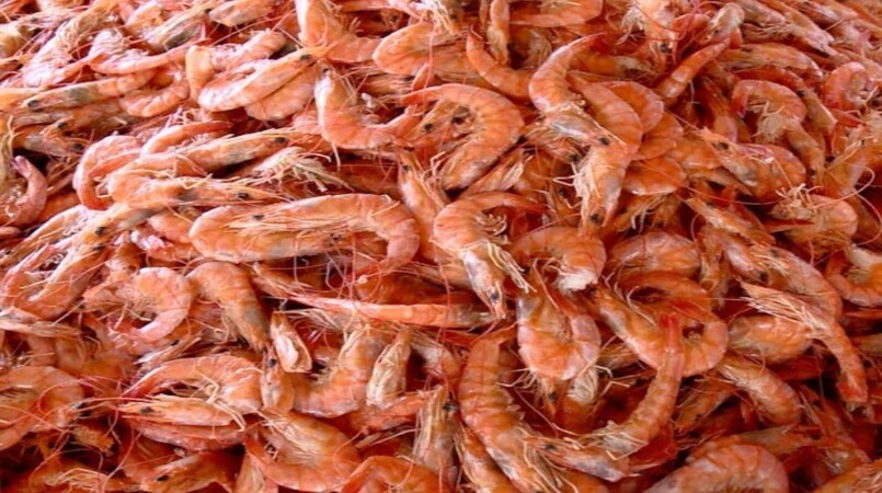 Singapura autoriza importacao de crustaceos congelados do Brasil