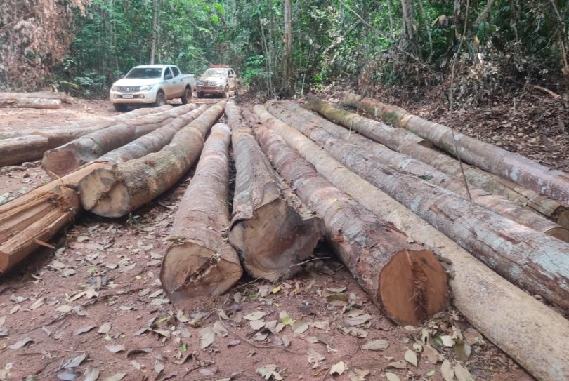 Operao embarga fazenda de 10 mil hectares e confisca madeira em MT