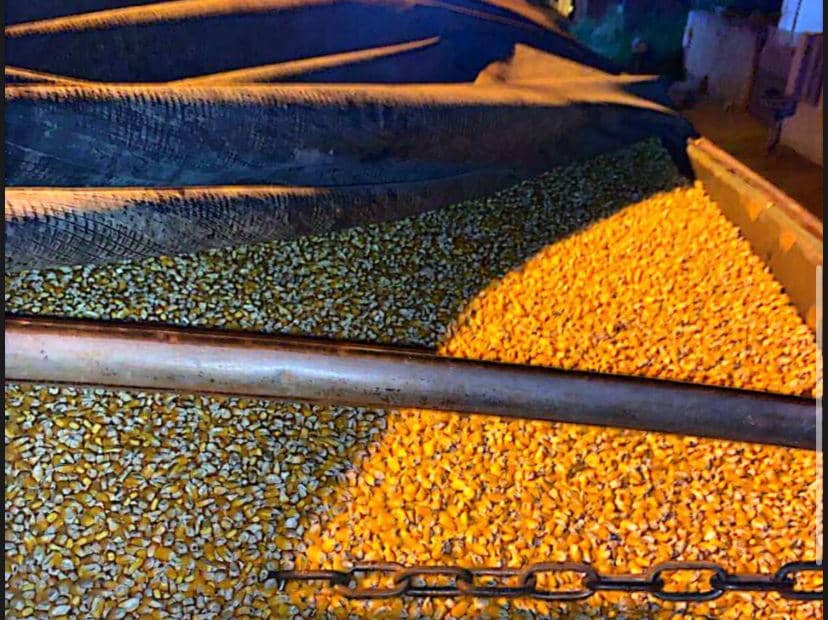 Novo levantamento constata redução no plantio de milho em Mato Grosso – Só Notícias