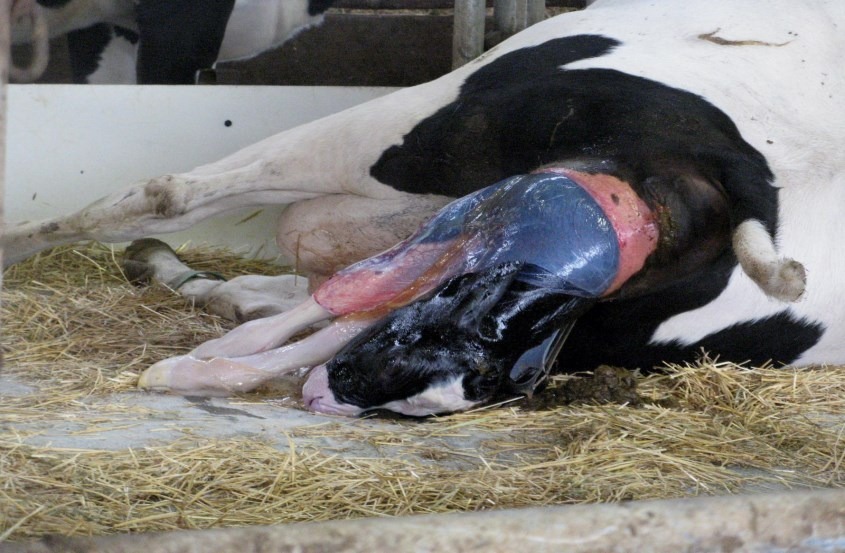 Como diminuir problemas uterinos no pós-parto de vacas leiteiras?