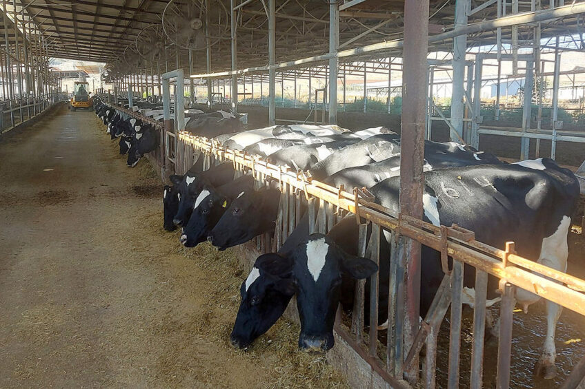 As vacas são mantidas dentro de casa durante todo o ano e alimentadas com TMR