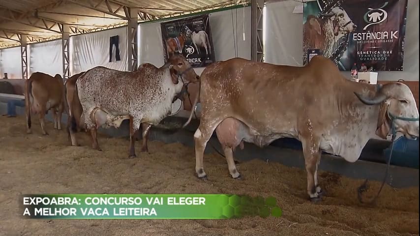 Concurso na Expoabra vai eleger a melhor vaca leiteira - Brasília