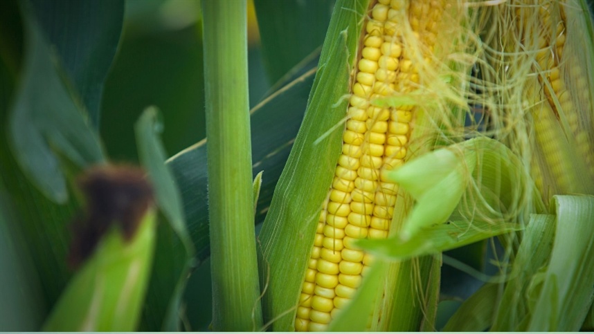 Problemas com chuvas afetam colheita de milho no RS