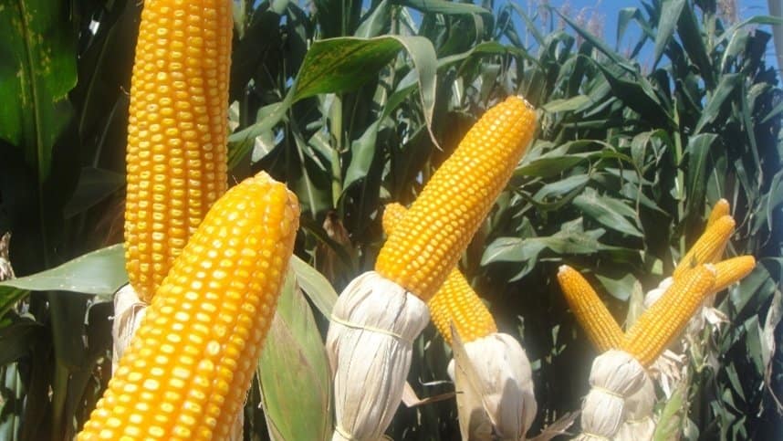 Inoculante reduz as perdas de produtividade do milho
