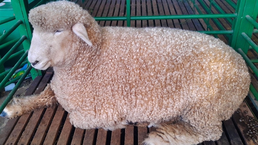 1663258376 Ajustes na dieta podem garantir que ovelhas sejam mais resistentes