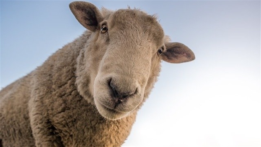 Ajustes na dieta podem garantir que ovelhas sejam mais resistentes