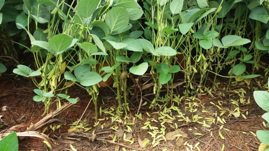 CESB acredita que sojicultores intensificarao eficiencia agronomica
