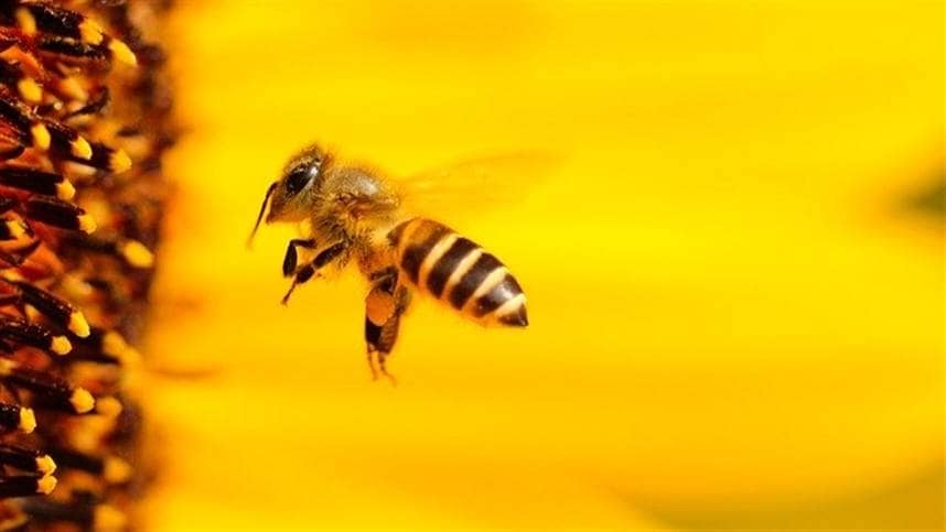 Coexistencia entre abelhas e soja COMPREENDO