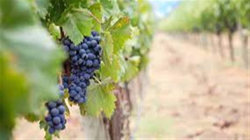 agricultura de precisao ajuda a produzir vinhos diferenciados
