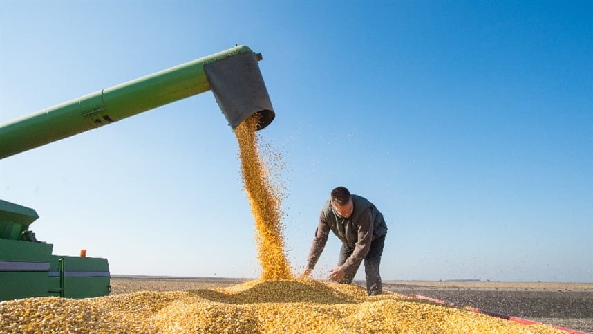 Manter o milho secando no campo gera prejuizos