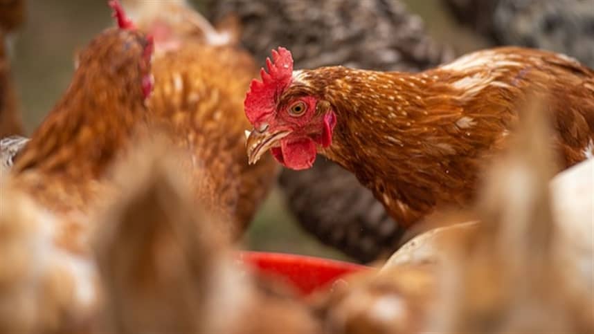 Fabricantes ja estao preparando vacina contra gripe aviaria para humanos