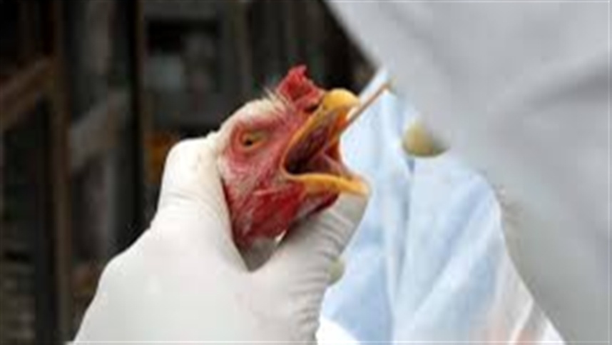 Governo do ES atualiza informacoes sobre gripe aviaria