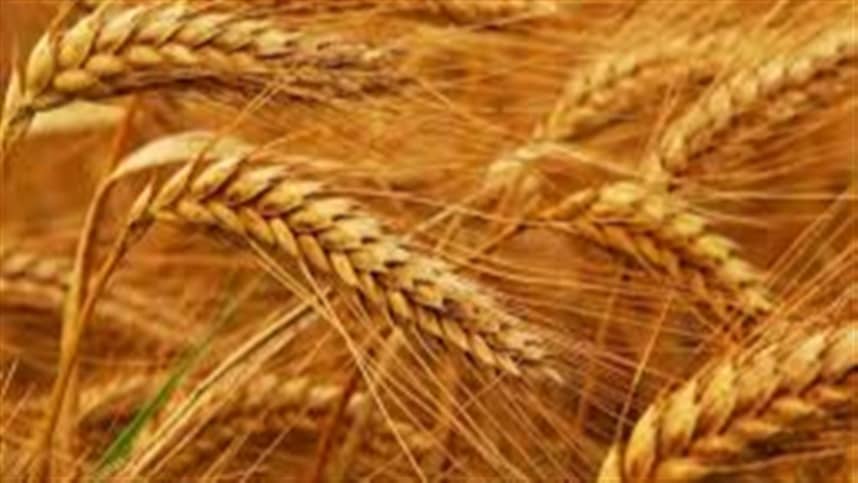 Oferta de trigo nos principais exportadores atinge minima de 16