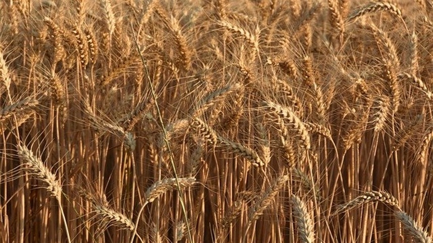 Queda na safra de trigo da Argentina tem impacto no