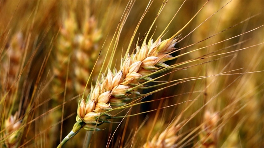 O papel da pesquisa no desenvolvimento do trigo no Brasil