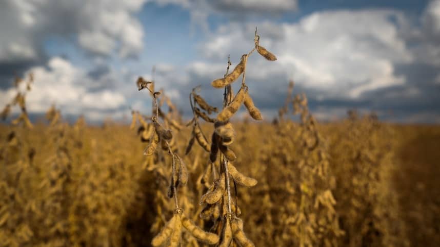 Pesquisadores unem tecnologias para combater a seca da soja