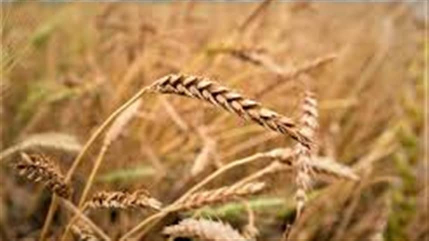 Clima chuvoso aumenta a pressão no trigo brasileiro