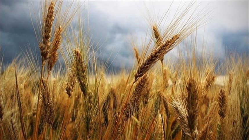 Cultivar da Embrapa para trigo safrinha e apresentada em Dia
