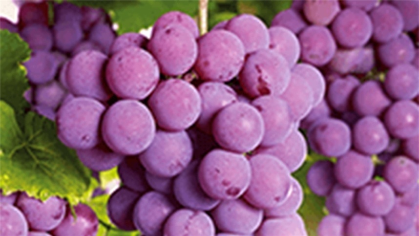 Estudo revela a riqueza nutricional dos sucos de uva brasileiros