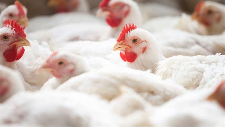 MG cria comissao extraordinaria contra a gripe aviaria