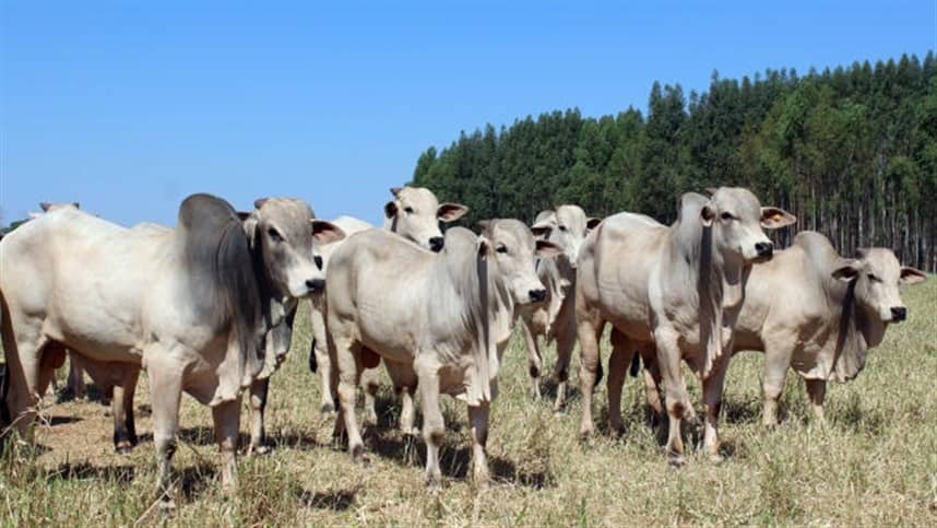 Como estão os abate de bovinos no primeiro semestre de 2023?