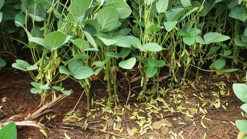 irregularidade das chuvas afeta cultivo da soja
