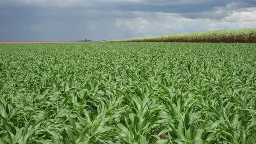 Redução na área de cultivo de milho em Mato Grosso