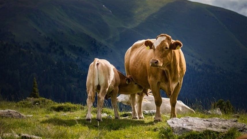 Suplementos podem elevar a taxa de prenhez das vacas