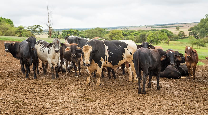 Terceiro trimestre de 2023 tem crescimento no abate de bovinos, frangos e suínos