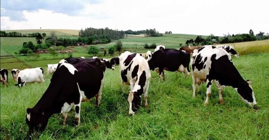 Governo promete prorrogar dívidas de produtores de leite