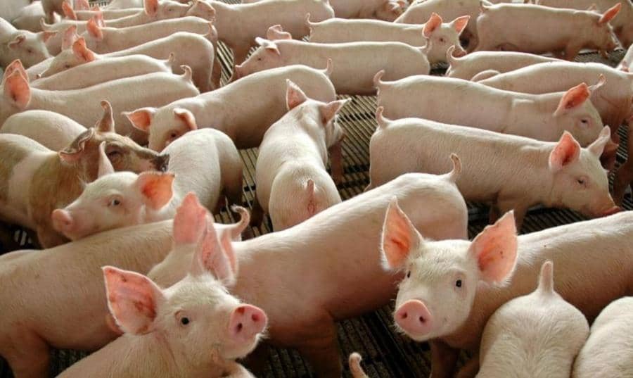 Toledo tem rebanho pecuário de mais de 11 milhões de animais, confirma IBGE