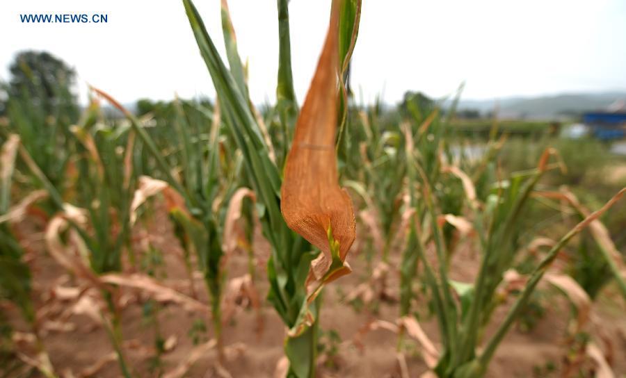 Chuva no nordeste da China traz alívio para milho, mas risco de seca...