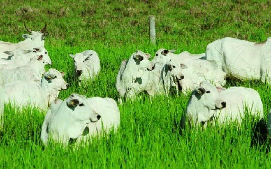 Polícia Civil investiga furto de 52 cabeças de bovino Nelore em fazenda de Paraíso das Águas