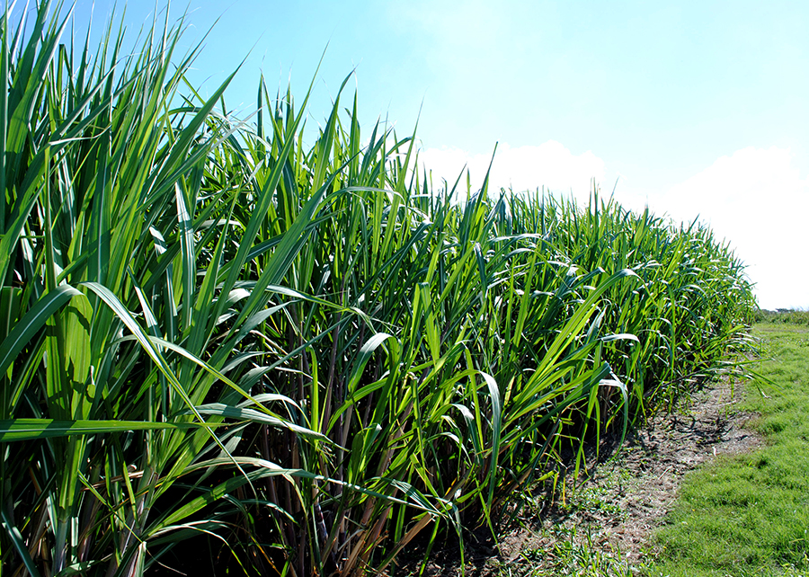 Novo bioinsumo aumenta em até 20% a produtividade da cana-de-açúcar