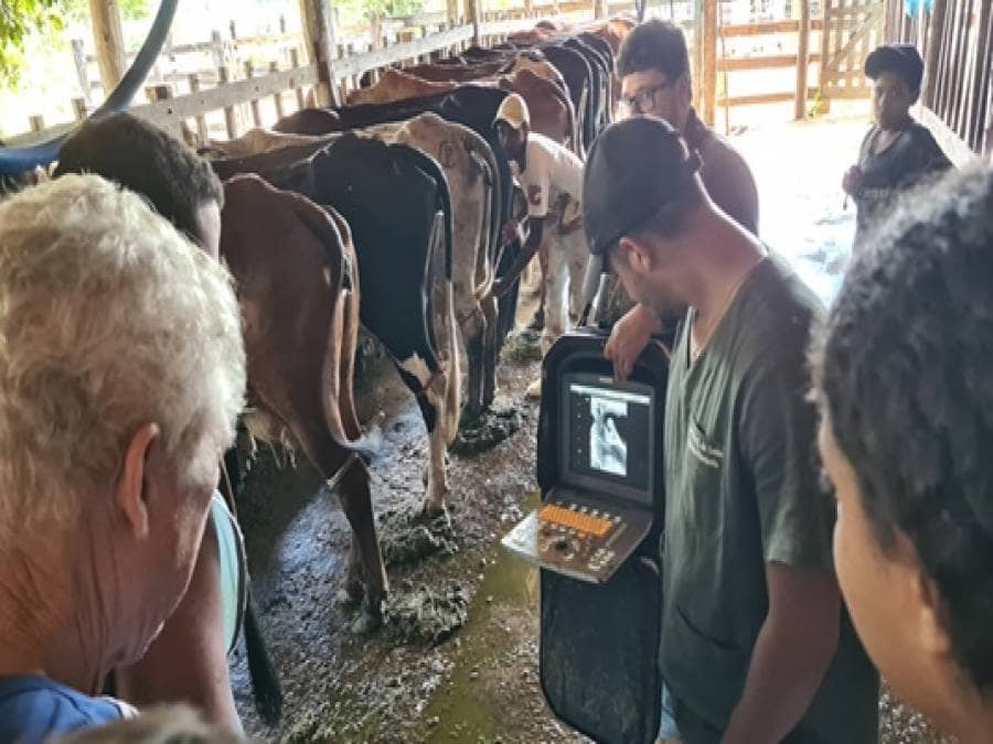Inseminao artificial para gado em Itaperuna - Portal Ururau - Site de Notcias