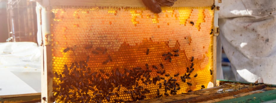 Agência Minas Gerais | Instituto Mineiro de Agropecuária simplifica cadastro de criadores de abelhas do estado