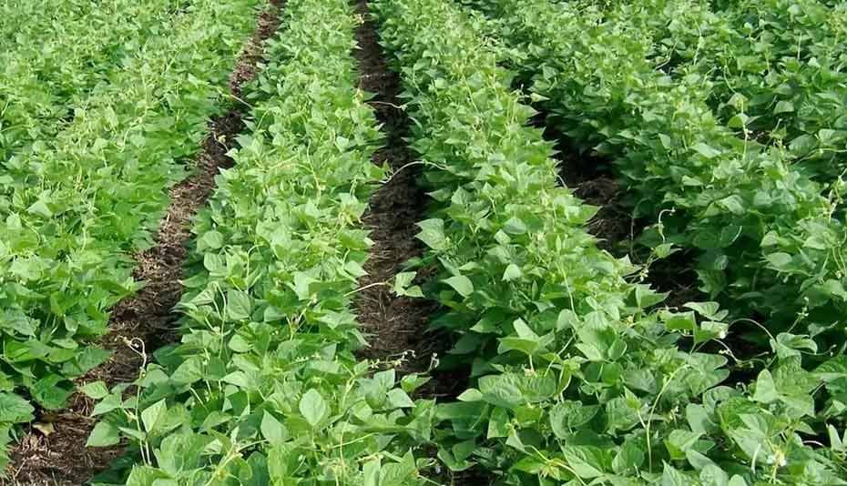 Tecnologia de produção de feijão carioca para altas produtividades
